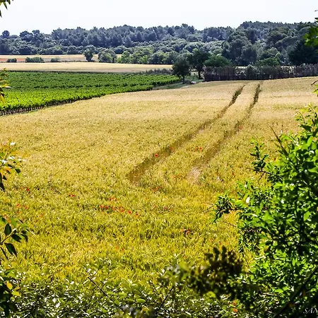 D'amour Luksustelt *