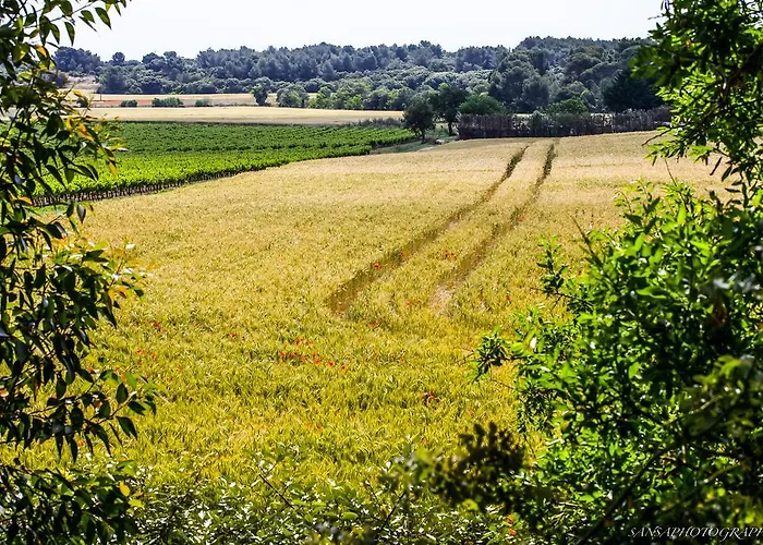 D'amour Campismo de Luxo *